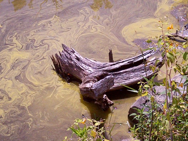 Some lakes in Quebec’s Eastern Townships and Laurentians are no longer safe to swim in. Some lakes in Quebec’s Eastern Townships and Laurentians are no longer safe to swim in.