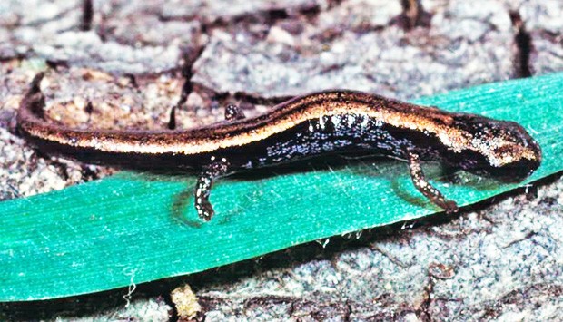 A juvenile salamnder of the species Thorius narisovalis on a blade of grass. | Photo by James Hanken A juvenile salamnder of the species Thorius narisovalis on a blade of grass. | Photo by James Hanken