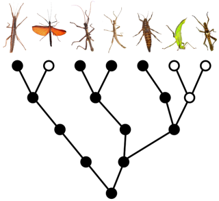 winged-insects-yule-620