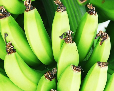 Concordia goes (fair trade) bananas!
