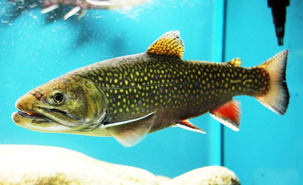 Dylan Fraser: “Fish teach us to slow down our rate of environmental change.” | Photo by Karelj (via Wikimedia Commons) Dylan Fraser: “Fish teach us to slow down our rate of environmental change.” | Photo by Karelj (via Wikimedia Commons)