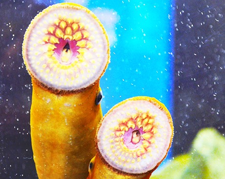 Science vs. the sea lamprey