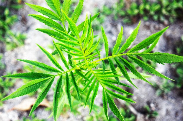 James McIntosh: “We need to collect data on the effects of marijuana on people of all ages.” | Photo by Taki Lau (Flickr CC) James McIntosh: “We need to collect data on the effects of marijuana on people of all ages.” | Photo by Taki Lau (Flickr CC)