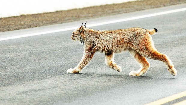The highly endangered Iberian lynx are particularly at risk of road mortality. | Photo by Jeremiah John McBride (Flickr CC) The highly endangered Iberian lynx are particularly at risk of road mortality. | Photo by Jeremiah John McBride (Flickr CC)