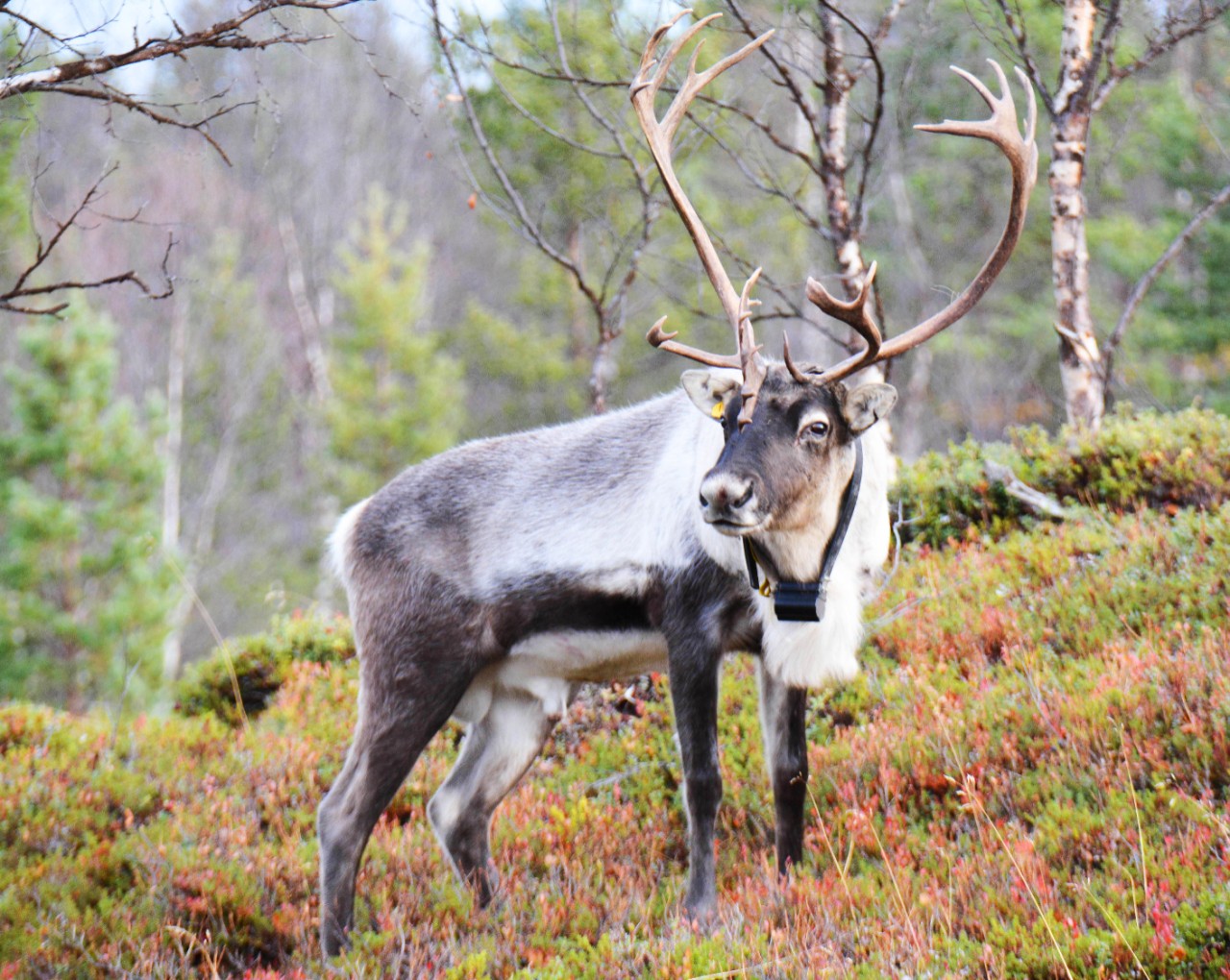 STEM SIGHTS: The Concordia prof who studies mating systems among reindeer and caribou