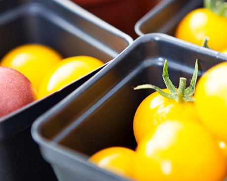 Fresh, organic veggies — grown at Concordia!