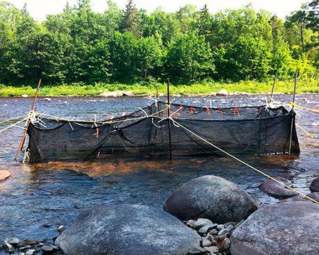 STEM SIGHTS: This Concordia grad student scares fish. In order to save them...