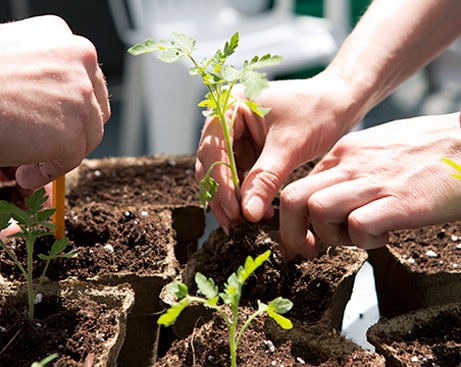 From urban gardens to unknown food: 5 Concordia students put their research to work