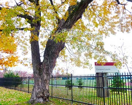 Concordia’s Road of Remembrance