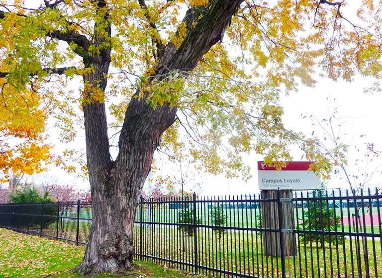 The 36 maples on the Road of Remembrance were planted in honour of Loyola College “old boys.” | Photo by Tom Peacock