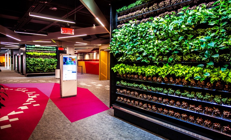 Green walls at the Webster Library