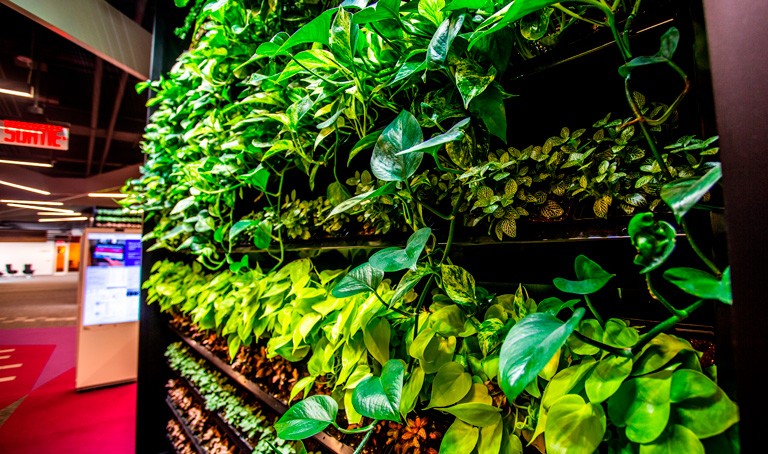 The green walls in the Webster Library. | Photo by Concordia University