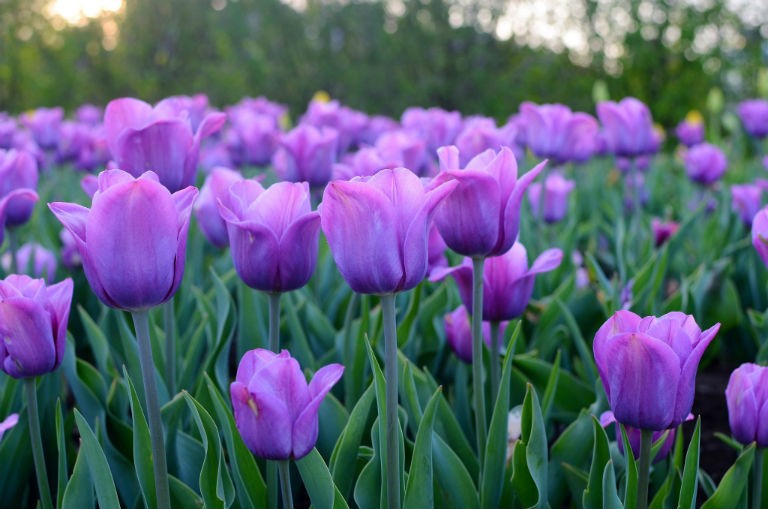 Photo by Mahbub Islam (Flickr Creative Commons) Photo by Mahbub Islam (Flickr Creative Commons)