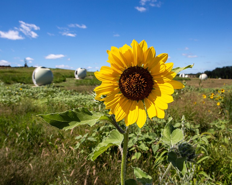 Funding is now available for sustainability projects that provide experiential learning to Concordia students