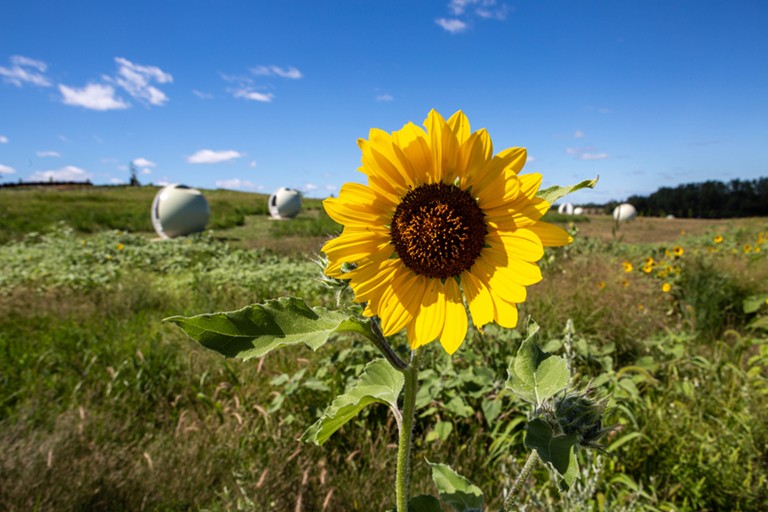 Close-up of a sunflower in a sunflower field
