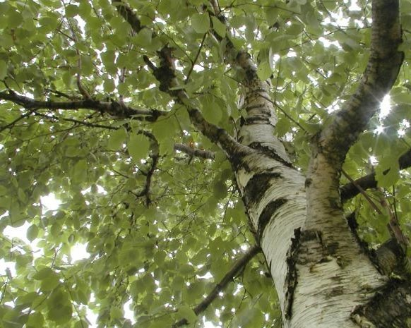 Investigating our urban forests