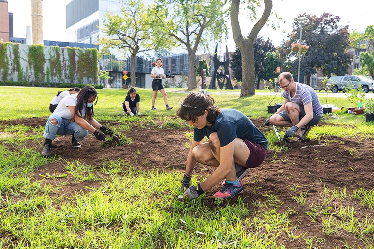 People kneeling and planting in an open garden outdoor area.