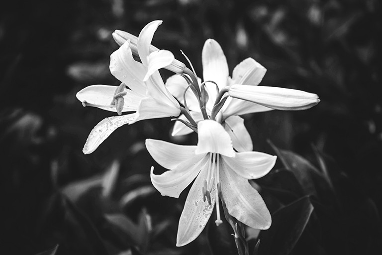 Black and white image of lilies in a garden setting.