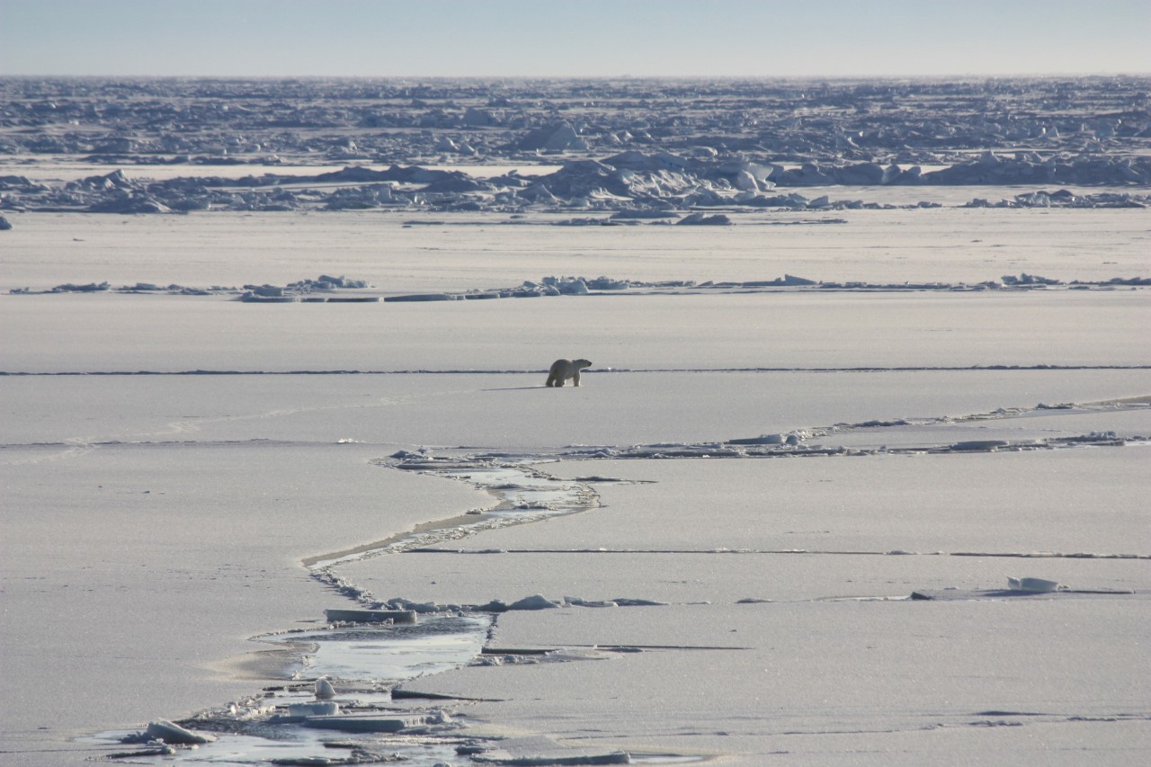 A polar bear treks across the expanse of the Arctic Ocean.