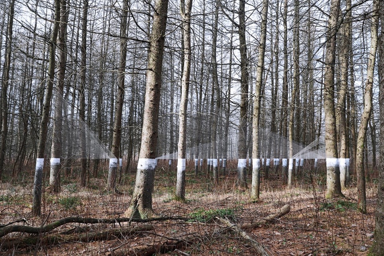 A row of trees