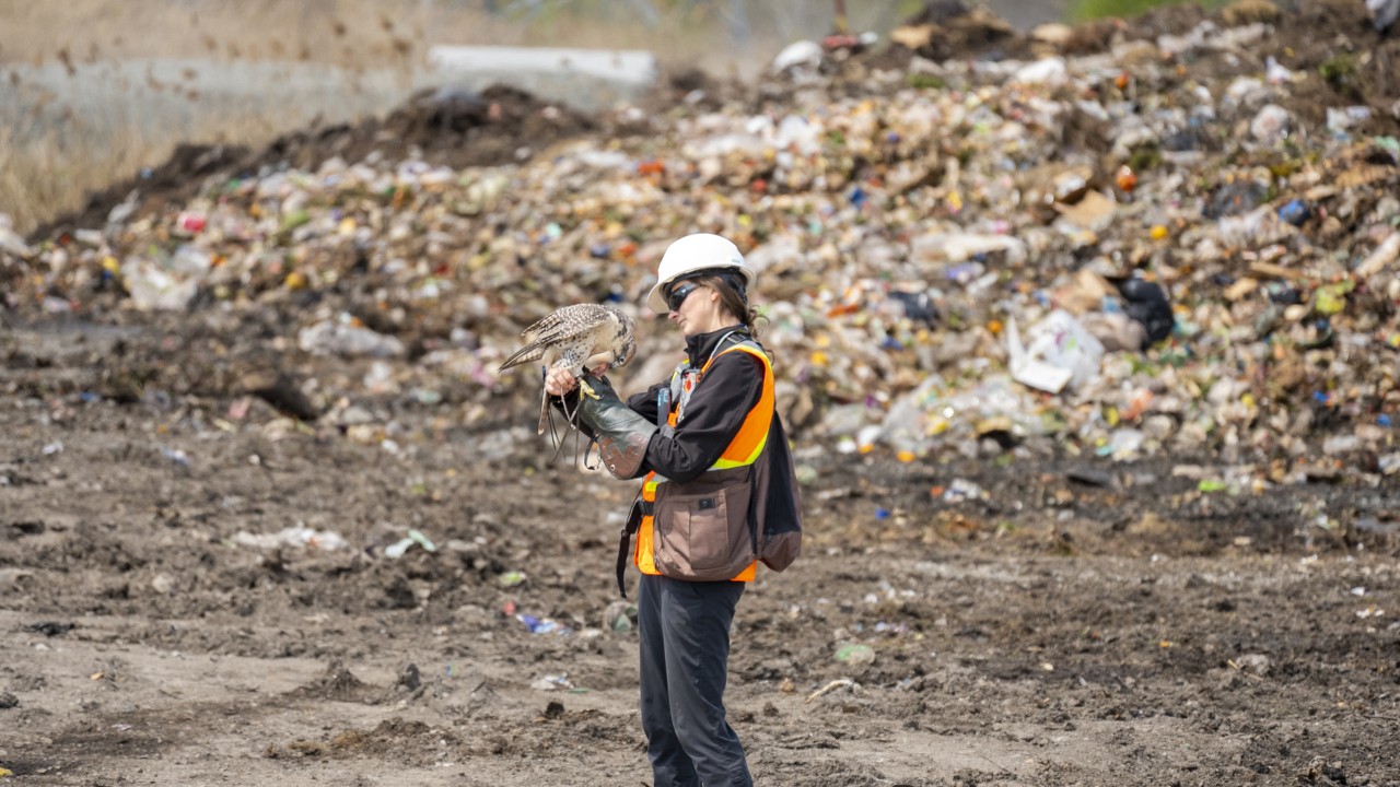 A white female holding a falcon behind a landfill