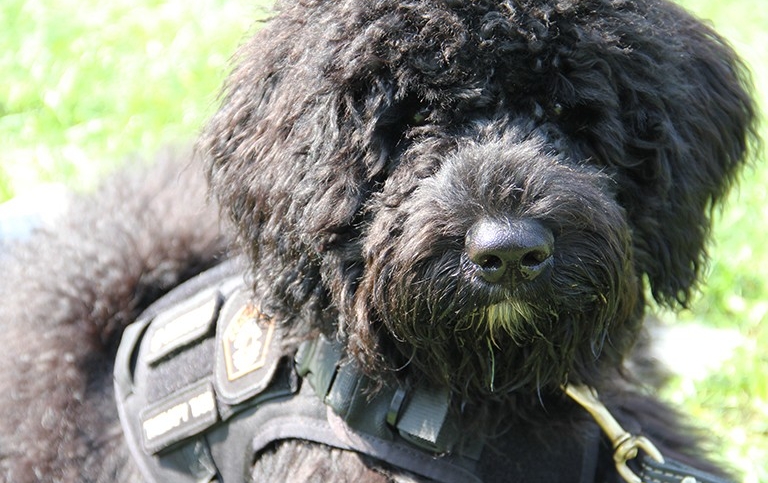 A black Portuguese water dog with a harness and leash