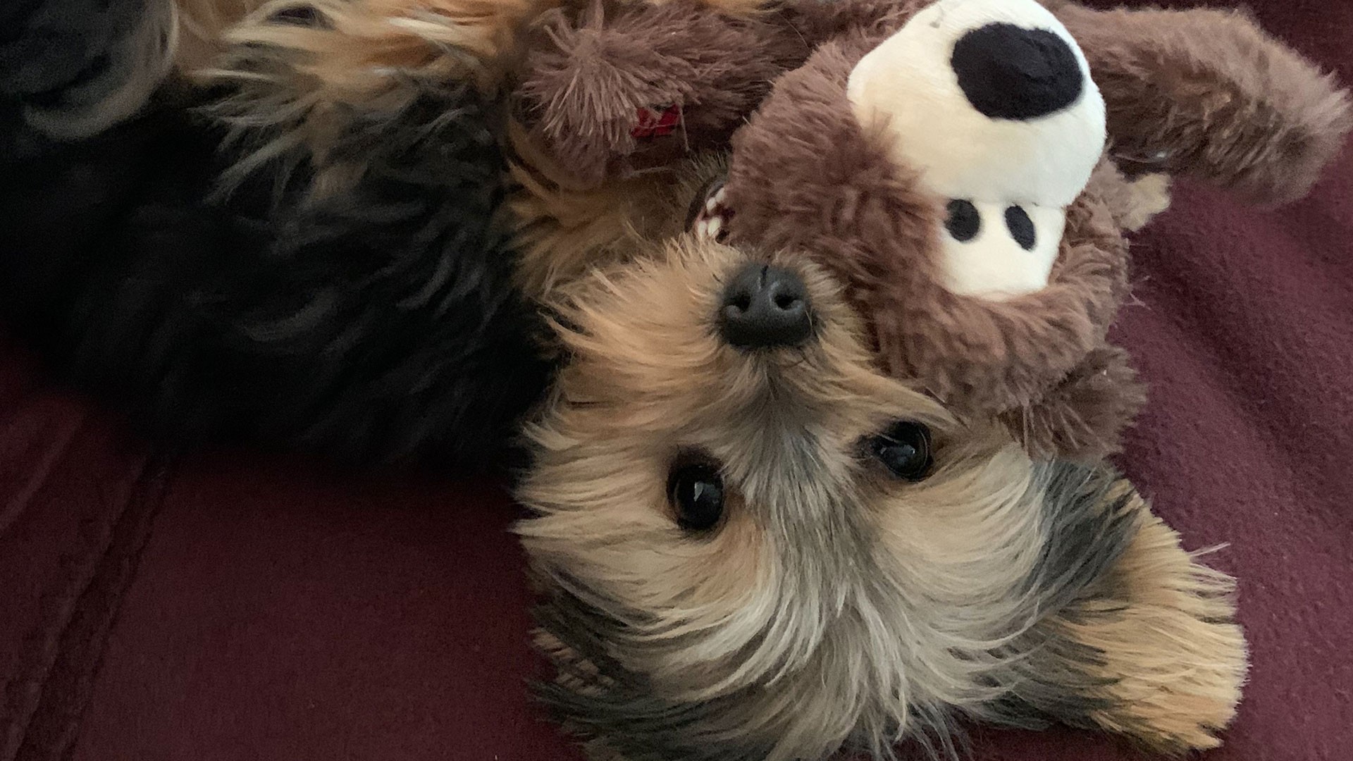 A puppy on a blanket with a soft toy monkey.