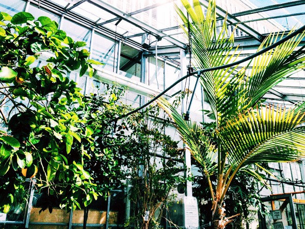 The Concordia greenhouse has several tables set up for studying. | Photo by Rebecca Paris 