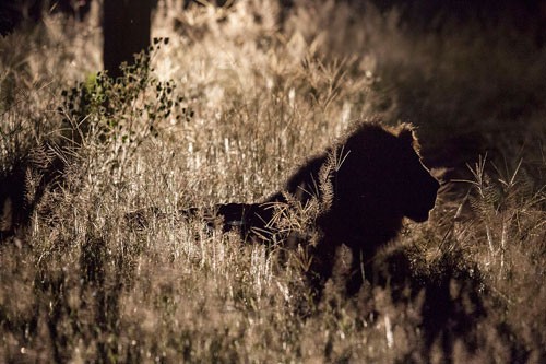 Silhouette of a lion in Zimbabwe 