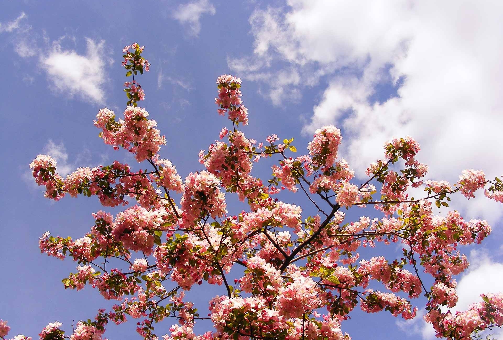Jardin Botanique de Montréal by abdallahh (Flickr CC)