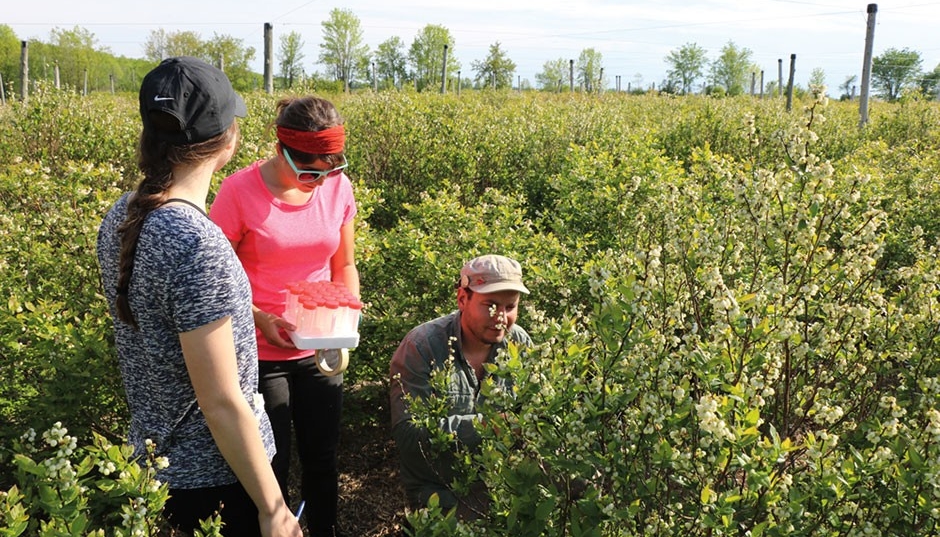 Researchers in a blueberry field
