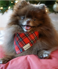 A grey dog wears a red and black tartan bandana around its neck