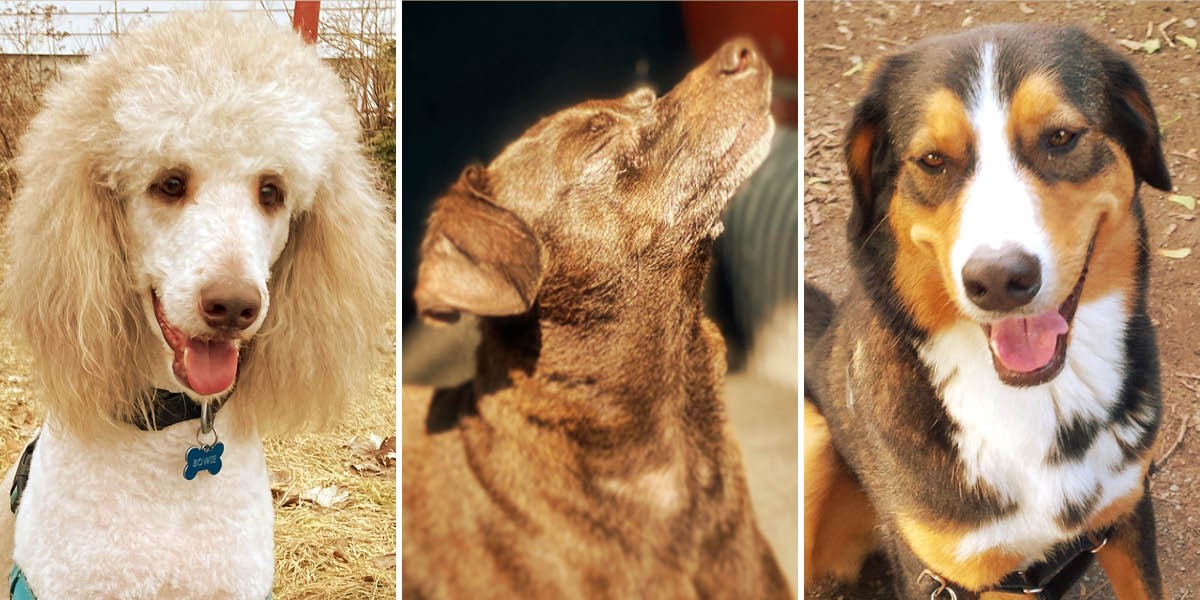 A triptych of three dogs