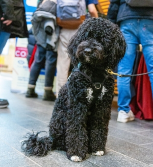 Dog wears harness and leash and sits on floor inside building.