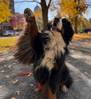 Dog with long hair holds up paw.