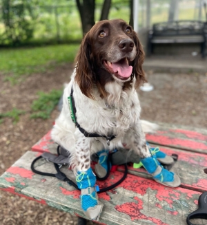 Dog with floppy ears sits on picnic table and wears fabric boots.