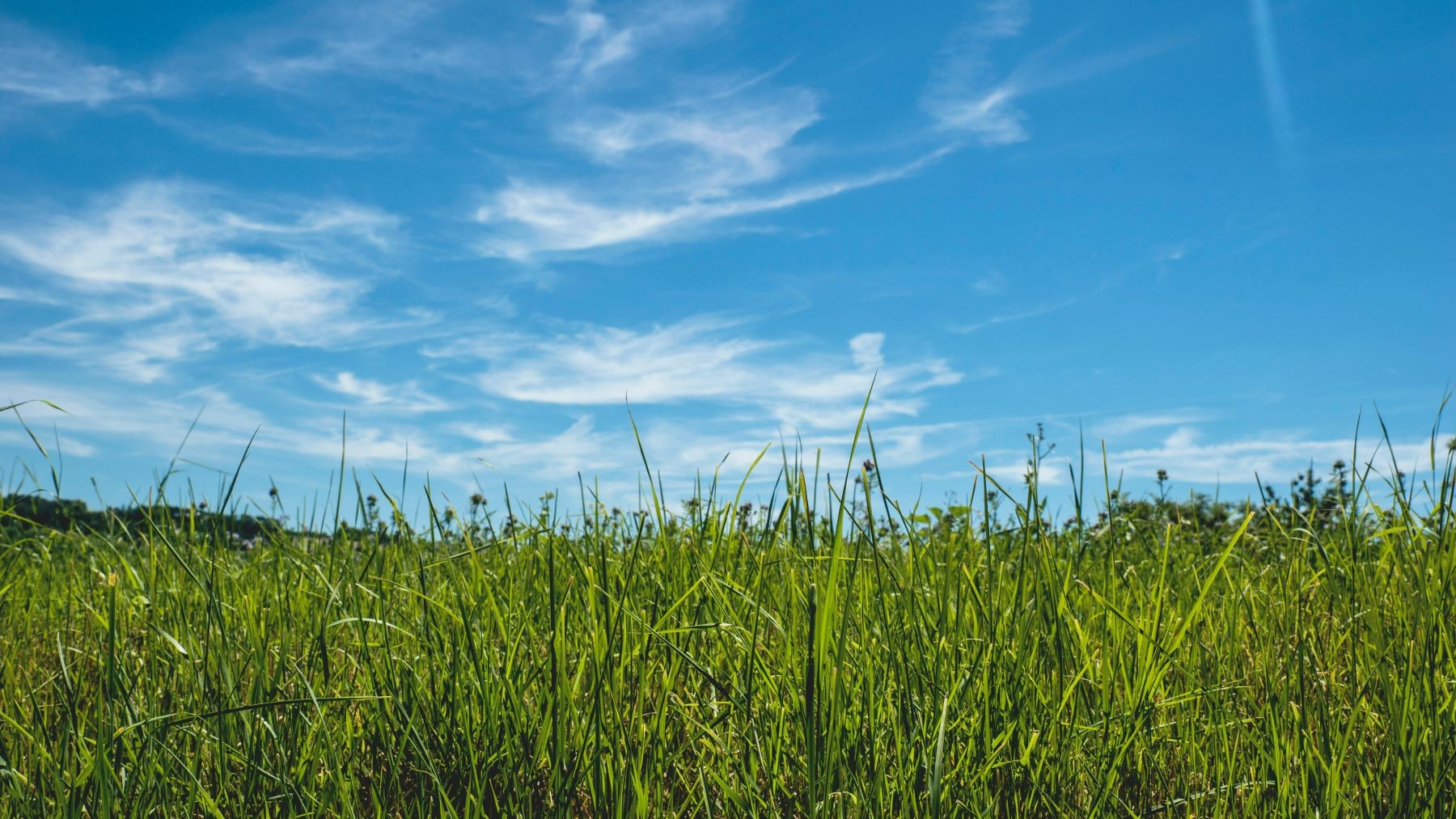 A grassy field