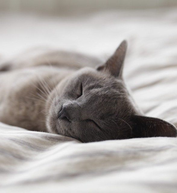 Grey cat sleeping