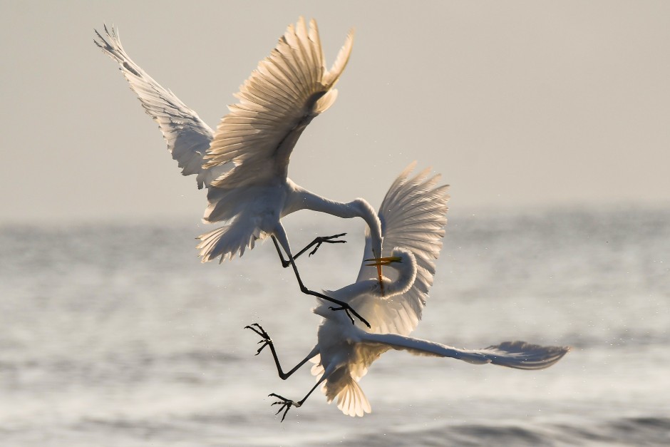 Pair of birds fighting mid-flight