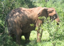 image_jpg_2.img