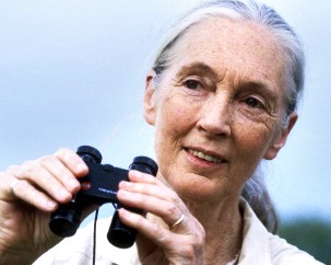 Five questions to legendary primatologist