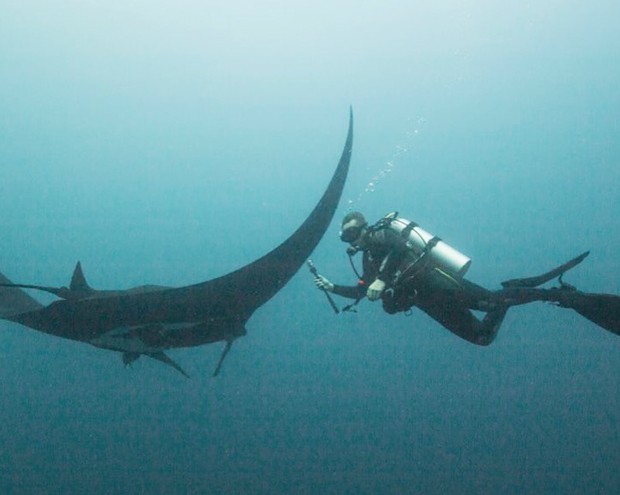 Grad just keeps swimming — with sharks