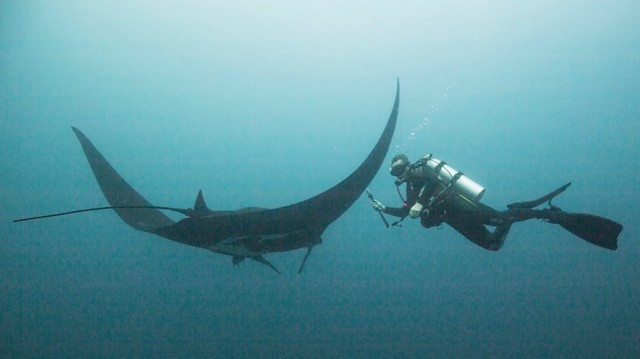 Leszkiewicz with a Giant Manta Ray off Clipperton Island