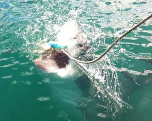 Great white shark off of the coast of South Africa