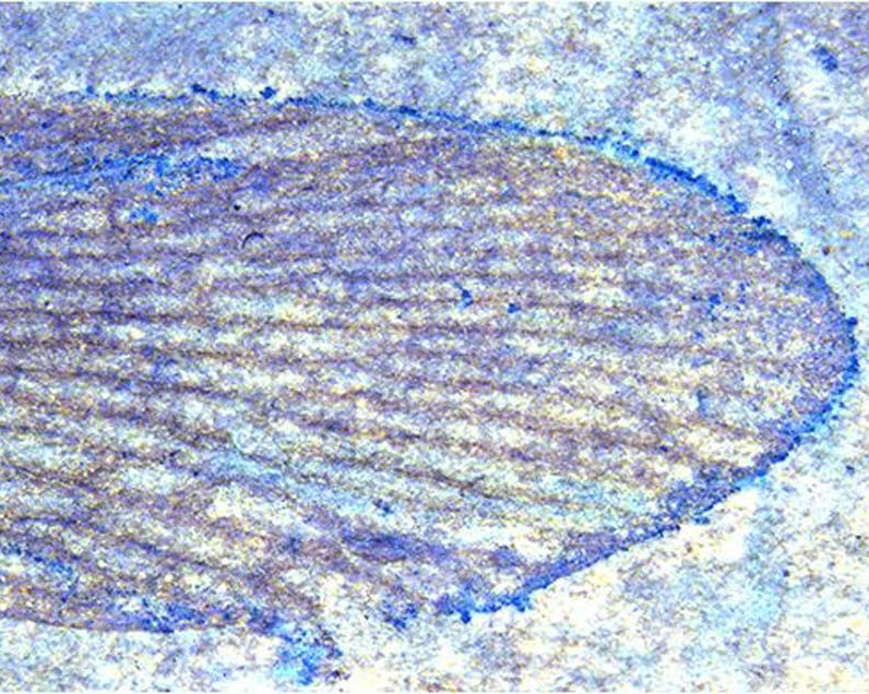 53-million-year-old fossil unearthed by Concordia alum makes history