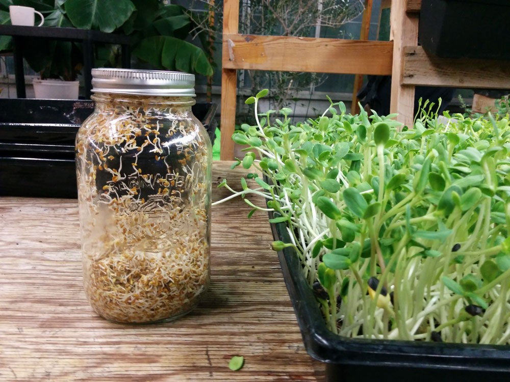 sprouts and microgreens