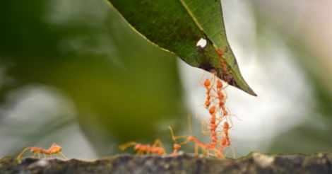 The magic of natural swarms