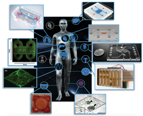 Modeling human organs on microfluidic devices