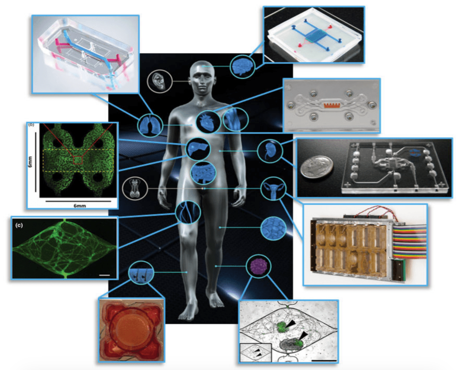 Organ-on-a-chip platforms for different organs of the body have been developed.