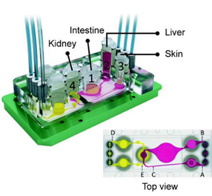 Four organ-on-a-chip, including kidney, Intestine, liver, and skin were integrated on one chip (Maschmeyer et al., 2015)